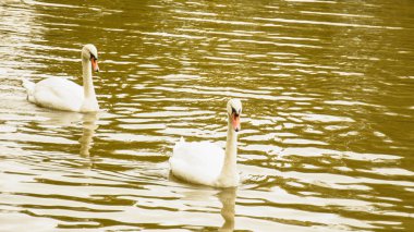 Gölette beyaz kuğular