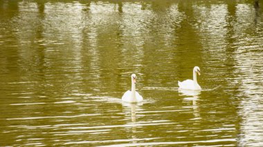 Gölette beyaz kuğular