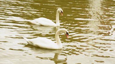 Gölette beyaz kuğular
