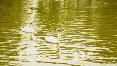 Gölette beyaz kuğular