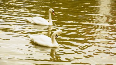 Gölette beyaz kuğular