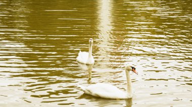 Gölette beyaz kuğular