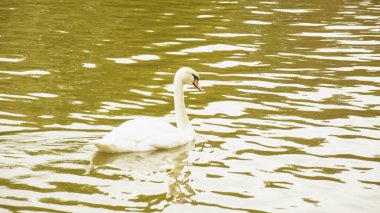 Gölette beyaz kuğular