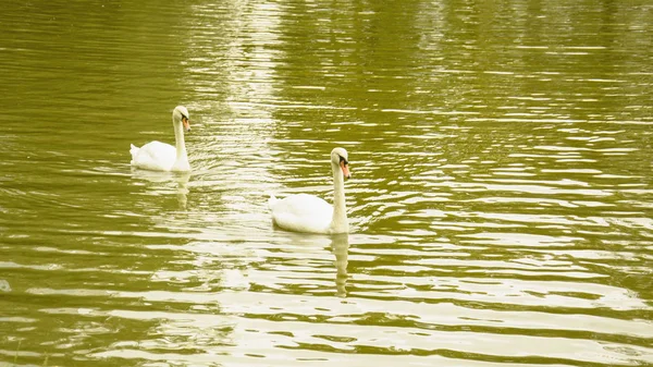 Gölette beyaz kuğular