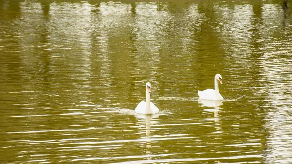 池の白い白鳥 — ストック写真