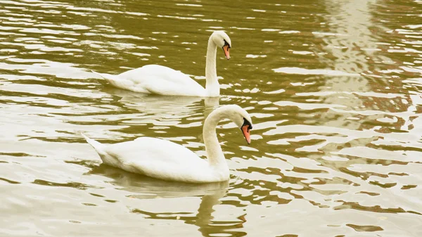 Gölette beyaz kuğular