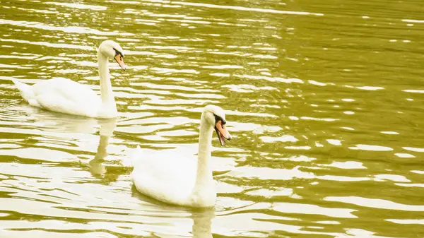 Weiße Schwäne Auf Dem Teich — Stockfoto