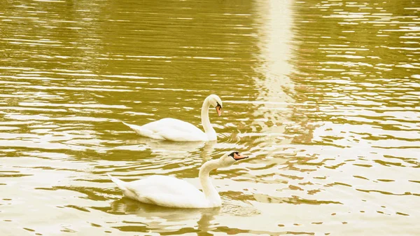 Білі Лебеді Ставку — стокове фото