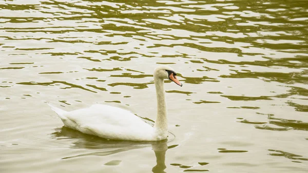 Cisnes Blancos Estanque — Foto de Stock