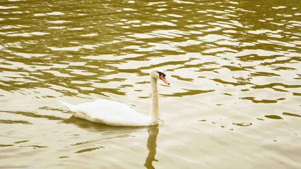 池の白い白鳥 — ストック写真