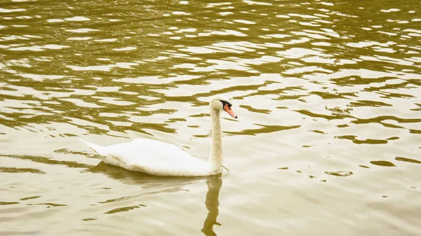 Cygnes Blancs Sur Étang — Photo