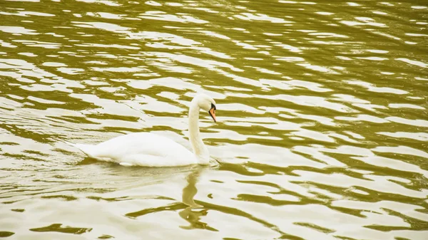 Weiße Schwäne Auf Dem Teich — Stockfoto