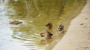 gölet üzerinde yaban ördekleri