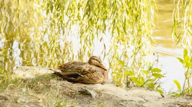Göl kenarında yaban ördekleri