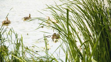 Göl kenarında yaban ördekleri