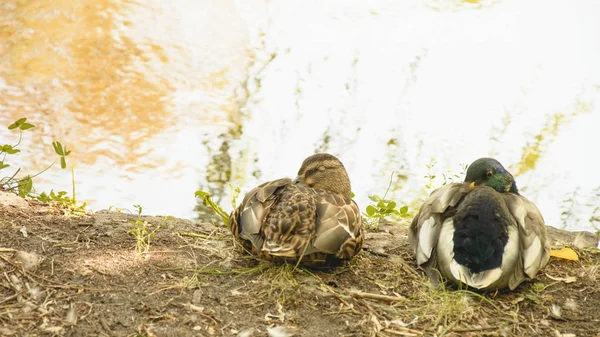 Canards Sauvages Bord Lac — Photo