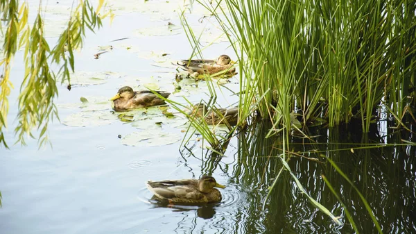 Wild Ducks Lake — Stock Photo, Image