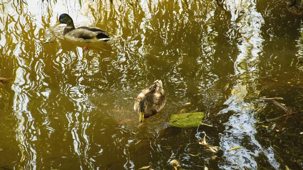 Anatre Selvatiche Vicino Lago — Foto Stock