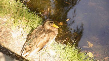 Göl kenarında yaban ördekleri