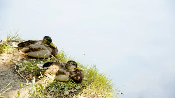 Wildenten See — Stockfoto