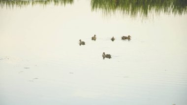 gölet üzerinde yaban ördekleri