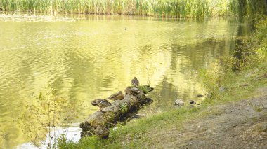 gölet üzerinde yaban ördekleri