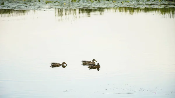 Wildenten Auf Dem Teich — Stockfoto