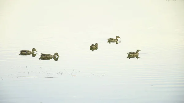 Wildenten Auf Dem Teich — Stockfoto