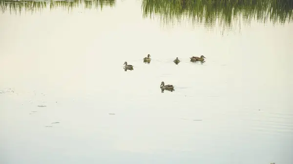 Wild Ducks Pond — Stock Photo, Image