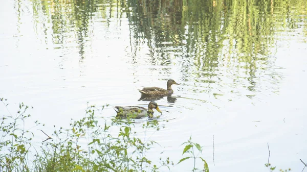 Wildenten Auf Dem Teich — Stockfoto