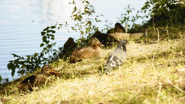 Gölet Üzerinde Yaban Ördekleri — Stok fotoğraf