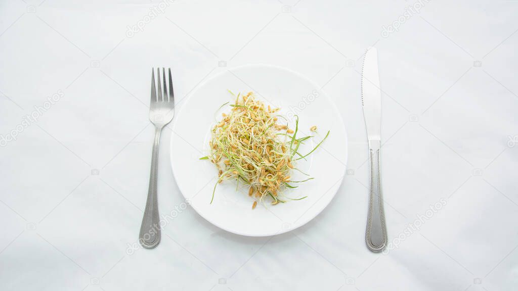 A plate with sprouted wheat on a white background