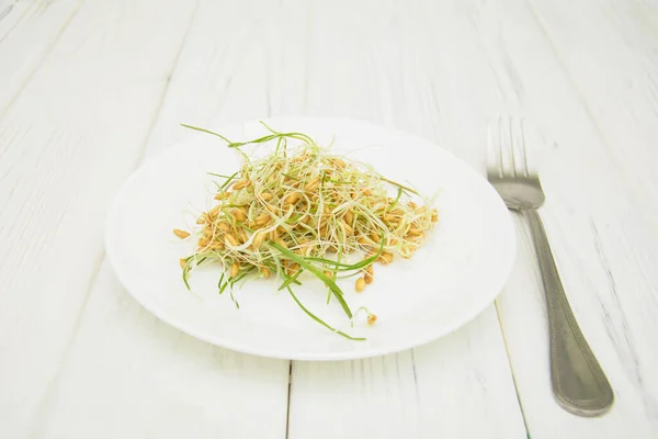 Plato Con Trigo Germinado Sobre Fondo Blanco —  Fotos de Stock