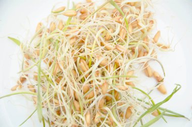 Koyu arkaplanda filizlenmiş buğday tabağı