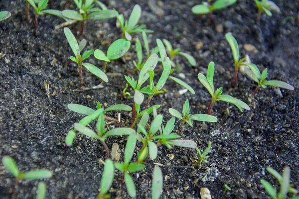 Sommer Wachsen Garten Grüne Sprossen — Stockfoto