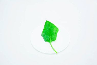 Açık arkaplanda taze yeşil ıspanak yaprağı