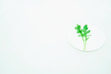 Açık arkaplanda taze yeşil roka yaprağı