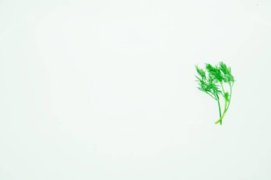 Açık arkaplanda taze yeşil dereotu dalı