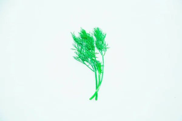 Гілка Свіжого Зеленого Кропу Світлому Фоні — стокове фото