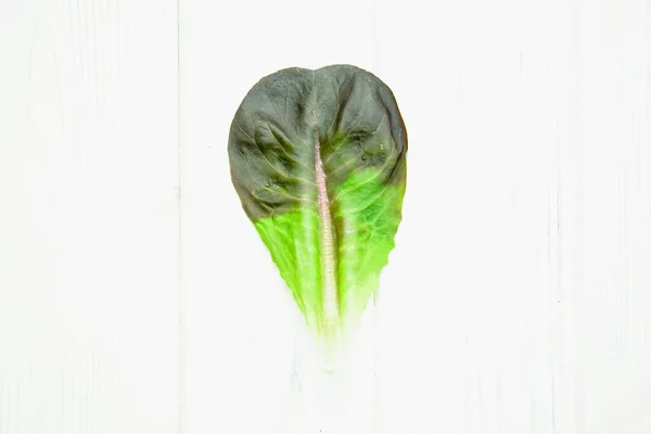 Fresh Lettuce Leaves Light Background — Stock Photo, Image