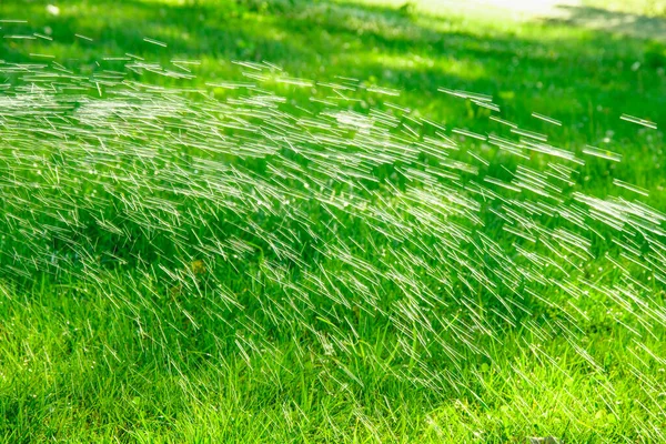 Water Geven Groen Fris Mooi Gazon Zomer Een Groot Park — Stockfoto