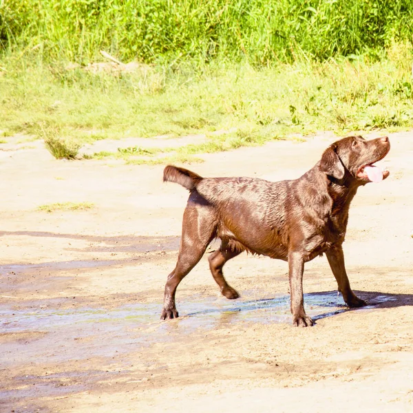 Hermosos Perros Domésticos Pasean Gran Parque Verde Verano —  Fotos de Stock