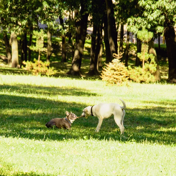 Hermosos Perros Domésticos Pasean Gran Parque Verde Verano —  Fotos de Stock