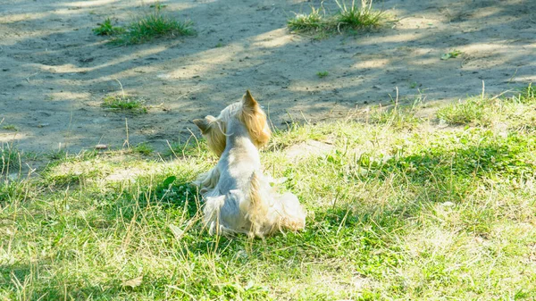 Όμορφα Κατοικίδια Σκυλιά Πόδια Ένα Μεγάλο Πράσινο Πάρκο Καλοκαίρι — Φωτογραφία Αρχείου
