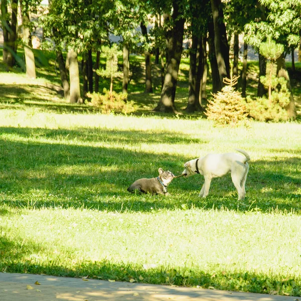Güzel evcil köpekler yazın büyük yeşil bir parkta yürürler.
