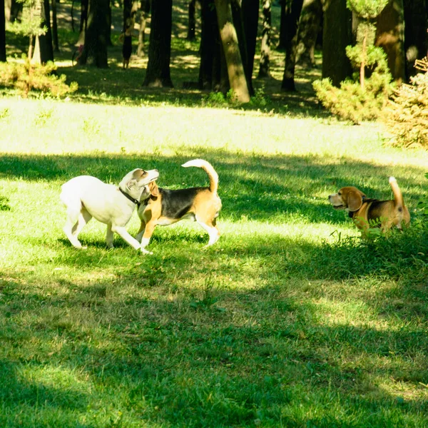 Güzel Evcil Köpekler Yazın Büyük Yeşil Bir Parkta Yürürler — Stok fotoğraf