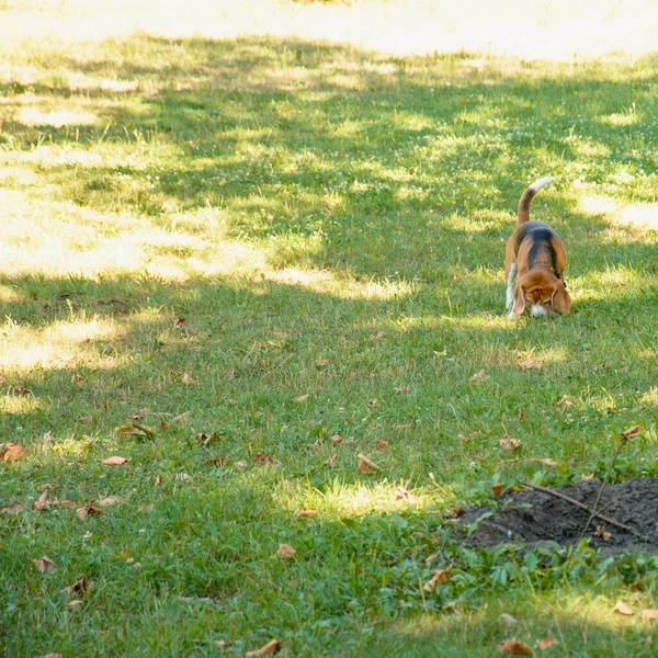 Домашние Собаки Гуляют Летом Большом Зеленом Парке — стоковое фото