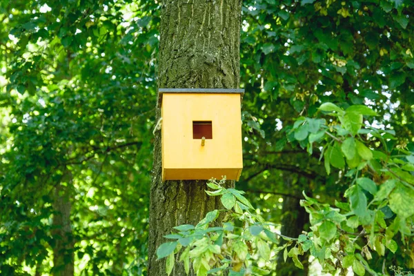 Casa Dos Pássaros Está Pregada Uma Grande Árvore Floresta — Fotografia de Stock