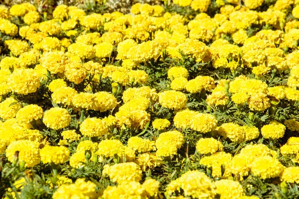 Großer Strauch Gelber Blumen Park — Stockfoto