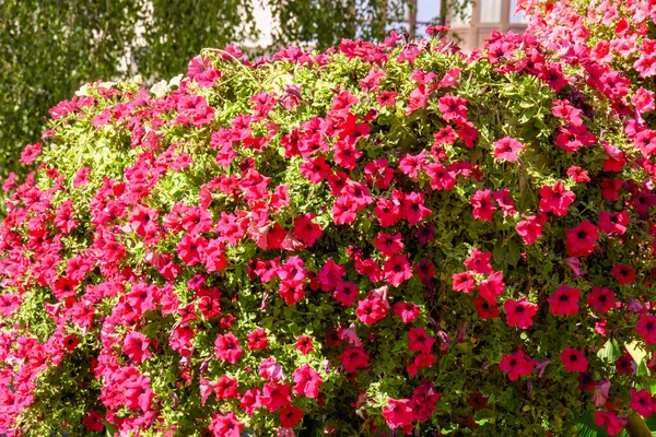 大きな美しい開花赤い茂み — ストック写真